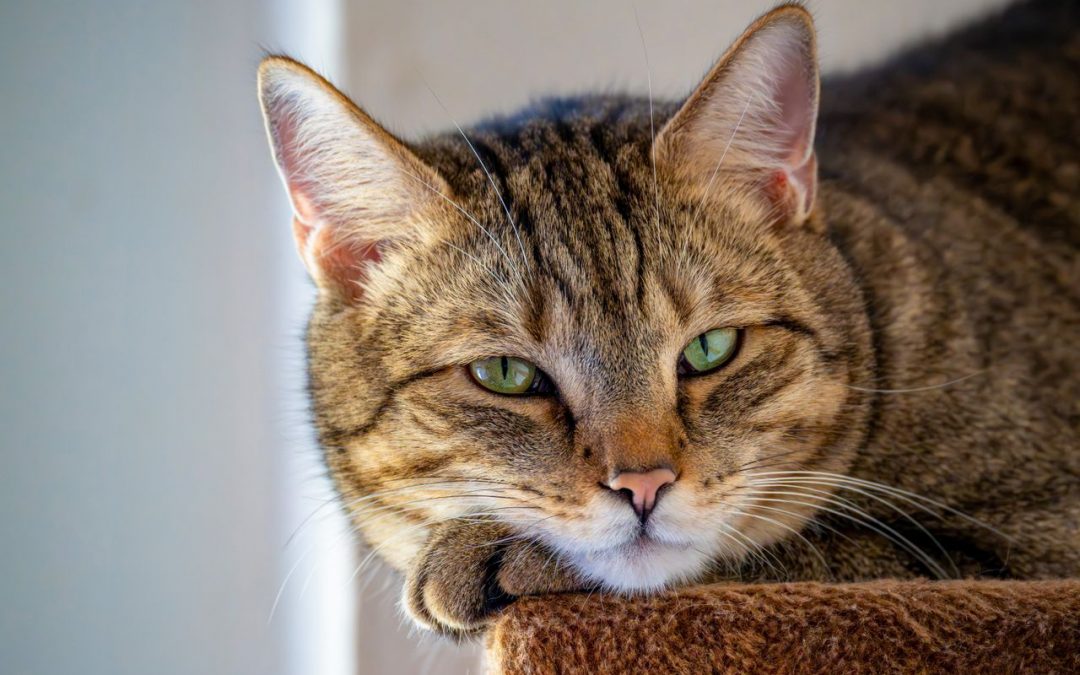 Vad kostar en kattförsäkring?