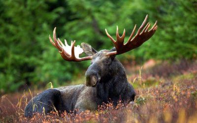 15 häftiga djur i Sverige